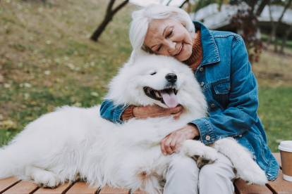 Un Samoyède allongé sur une table de pic nic et enlacé par une femme âgée