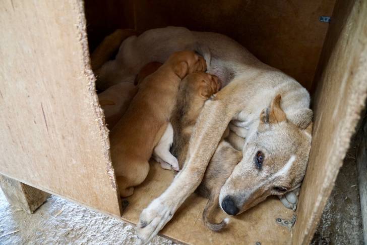 Photo Kritikos Lagonikos