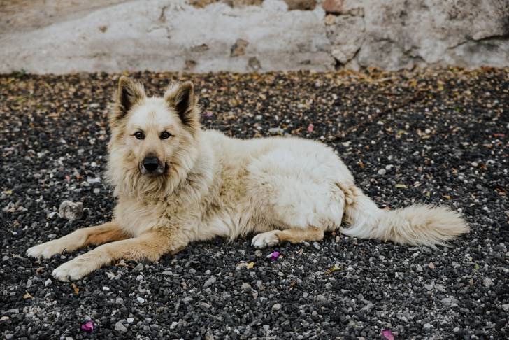Le Chien de Berger Garafien
