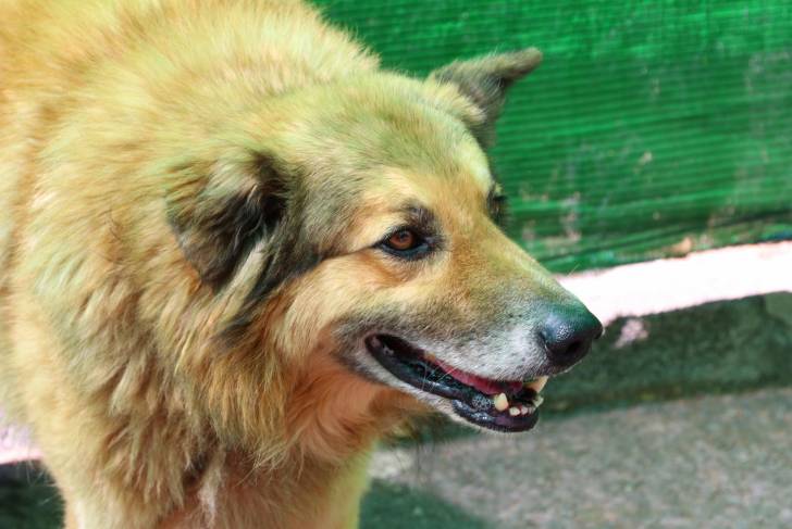 Photo Pastor Garafiano