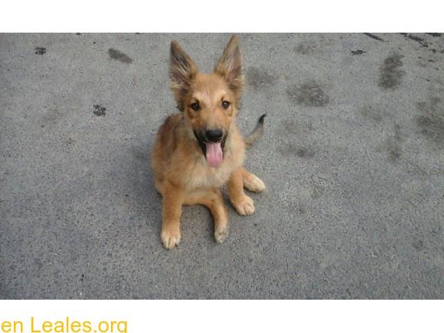 Photo Pastor Garafiano