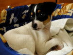 Photo Terrier Andalou