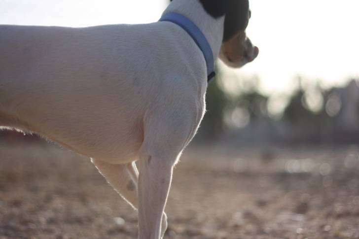 Photo Terrier d’Andalousie