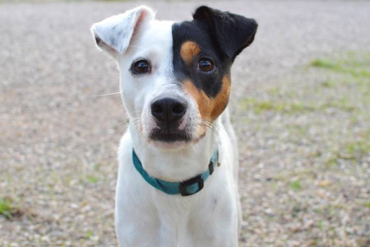 Photo Terrier Andalou