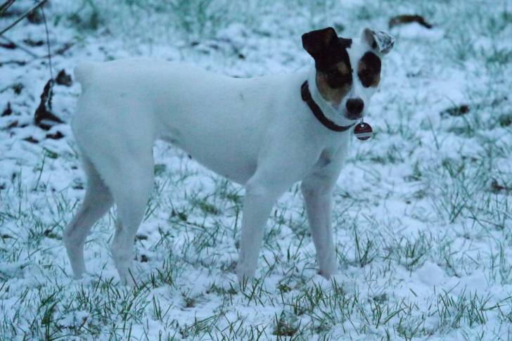 Photo Terrier Andalou