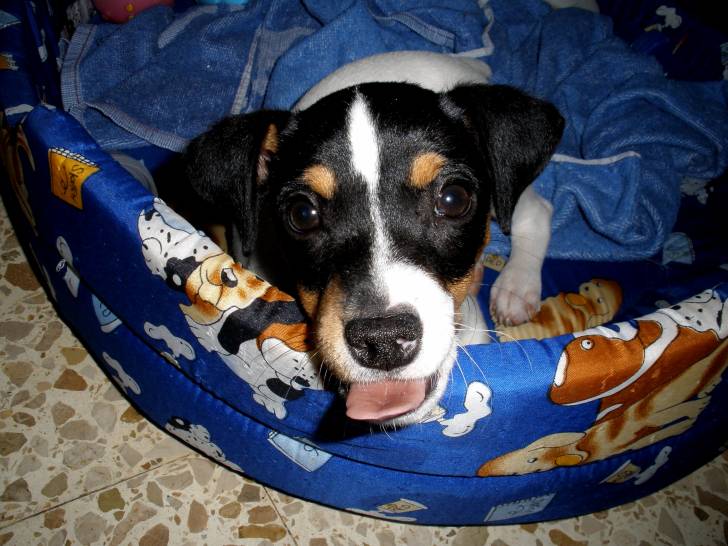 Photo Terrier Andalou