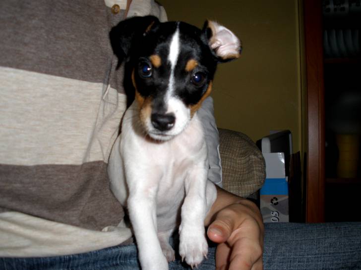 Photo Terrier Andalou