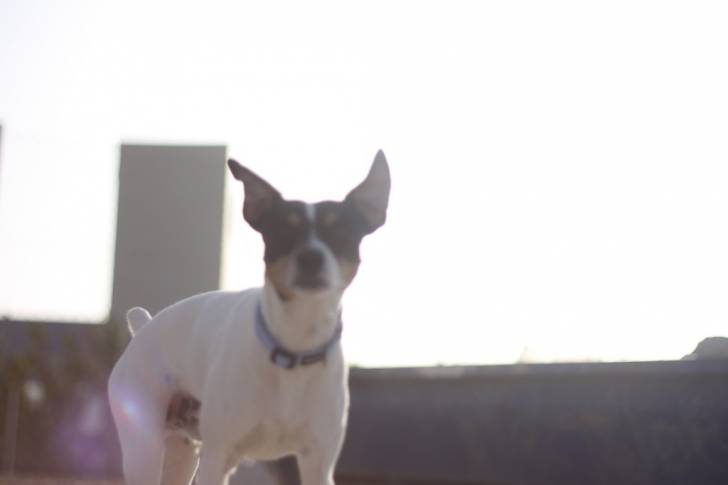 Photo Terrier Andalou