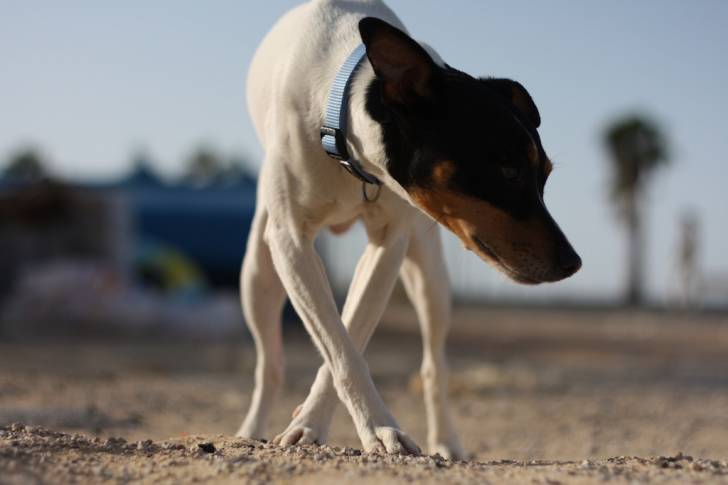 Photo Terrier Andalou