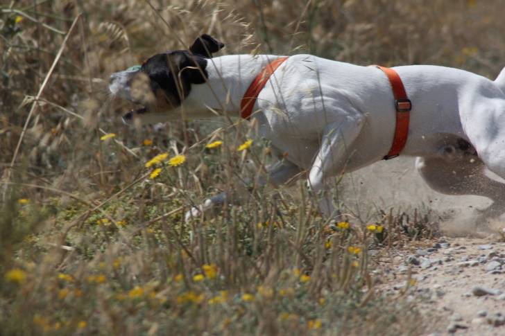 Photo Terrier Andalou