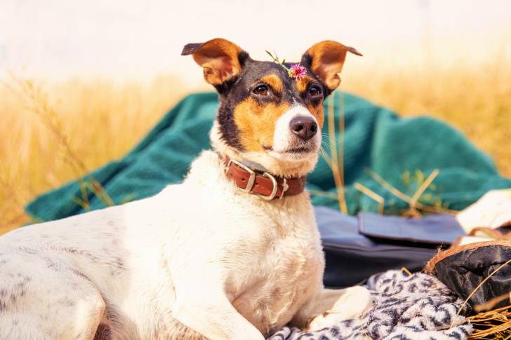 Photo Terrier Andalou