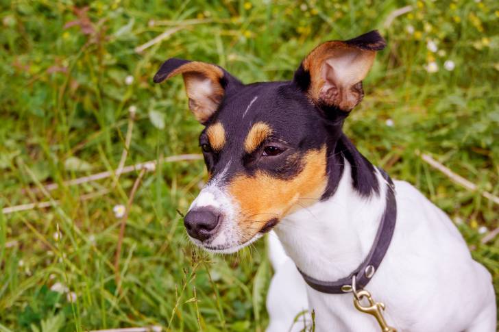 Photo Terrier Andalou