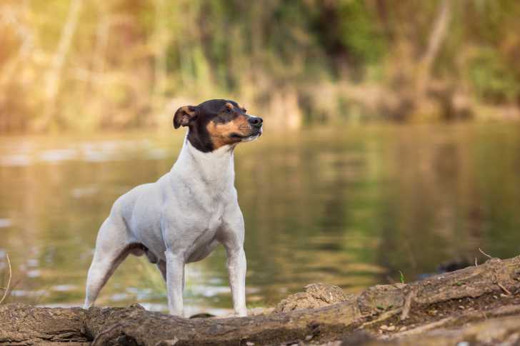 Photo Terrier Andalou