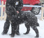 Photo Ciobanesc Romanesc Corb