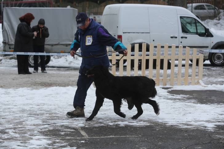 Photo Ciobanesc Romanesc Corb