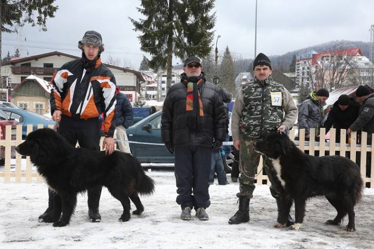 Photo Ciobanesc Romanesc Corb