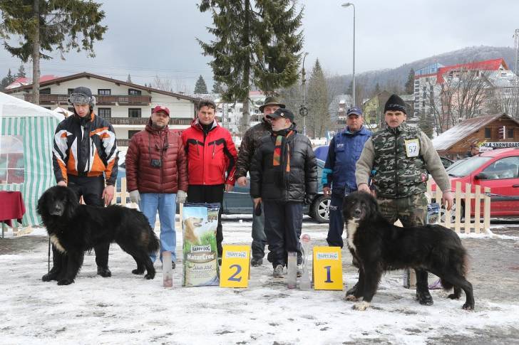 Photo Ciobanesc Romanesc Corb
