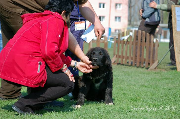 Photo Ciobanesc Romanesc Corb