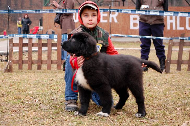 Photo Ciobanesc Romanesc Corb