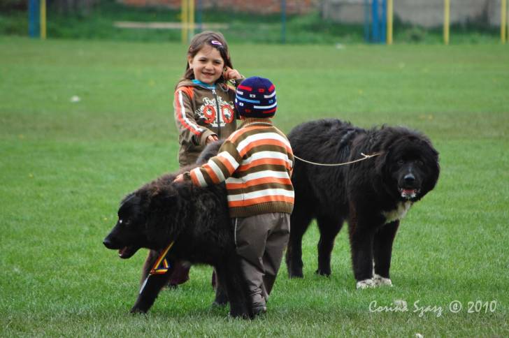 Photo Ciobanesc Romanesc Corb