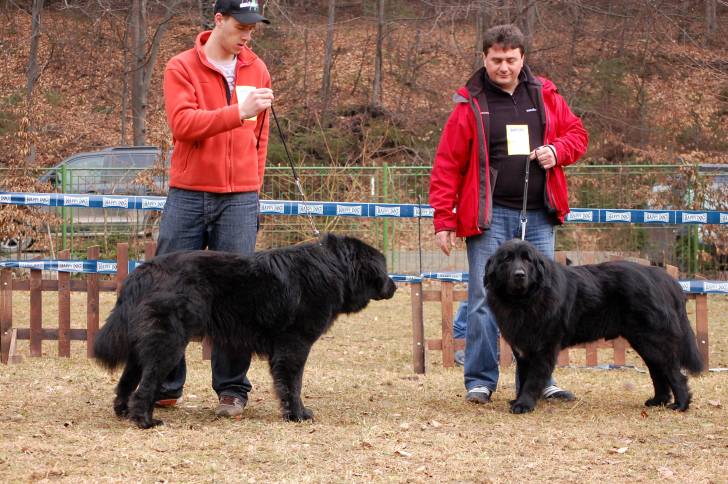 Photo Ciobanesc Romanesc Corb