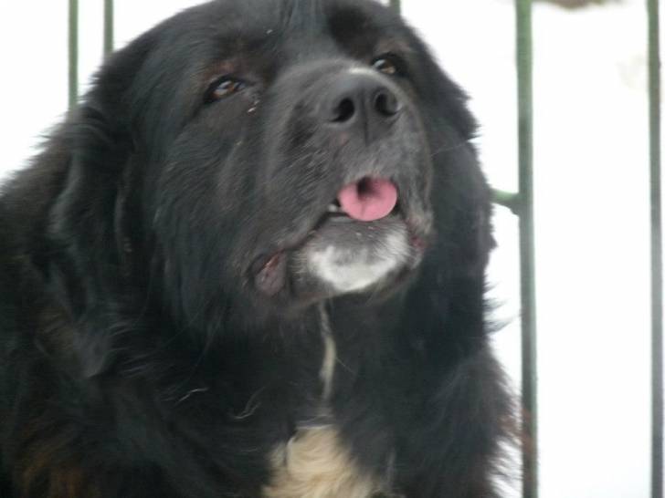 Photo Ciobanesc Romanesc Corb