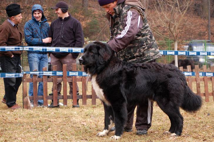 Photo Ciobanesc Romanesc Corb