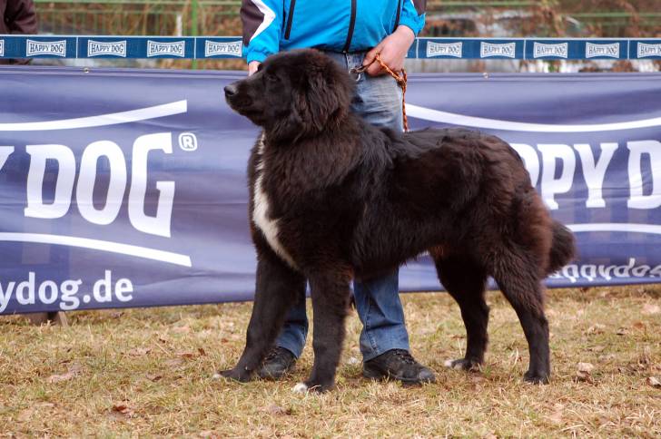 Photo Ciobanesc Romanesc Corb