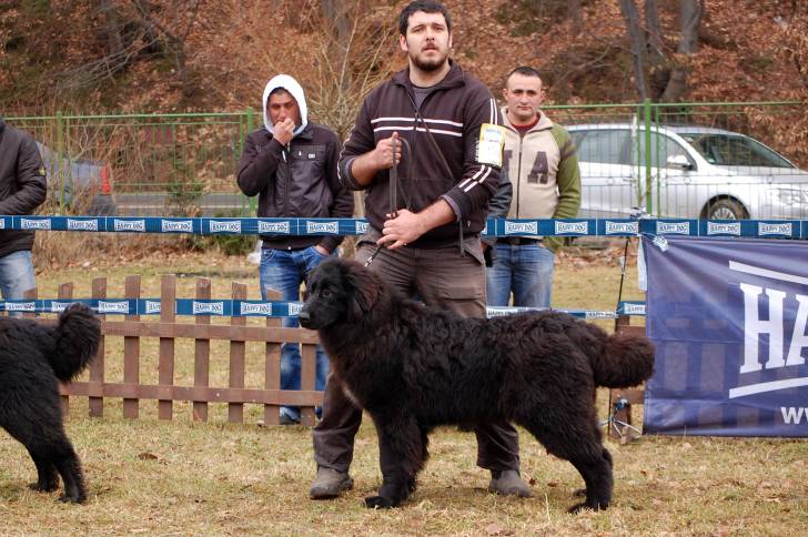 Photo Ciobanesc Romanesc Corb