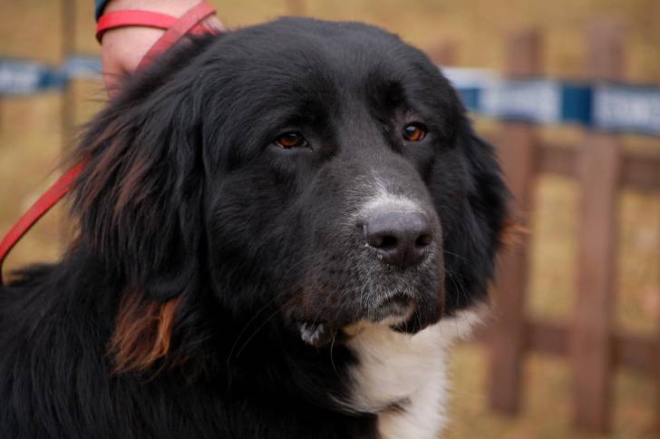 Photo Ciobanesc Romanesc Corb