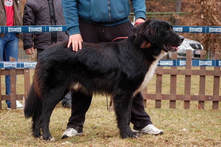 Photo Ciobanesc Romanesc Corb