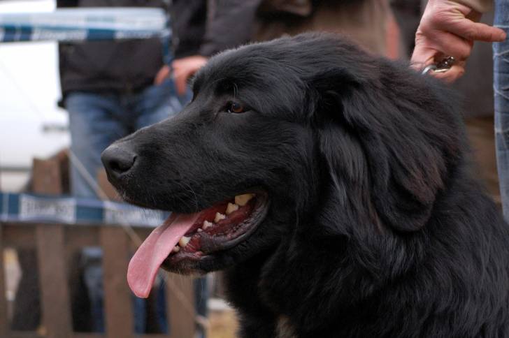 Photo Ciobanesc Romanesc Corb