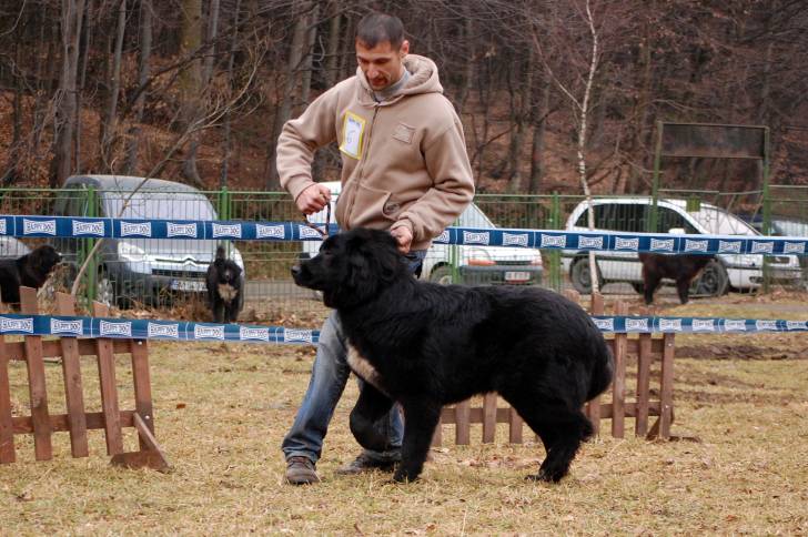 Photo Ciobanesc Romanesc Corb