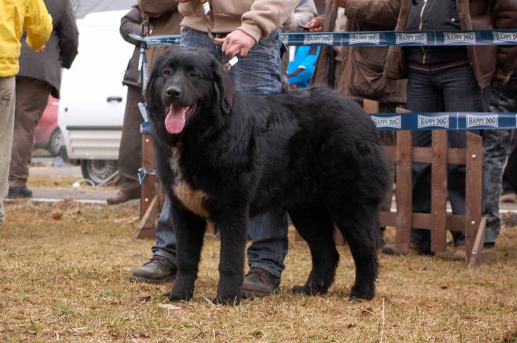 Photo Ciobanesc Romanesc Corb