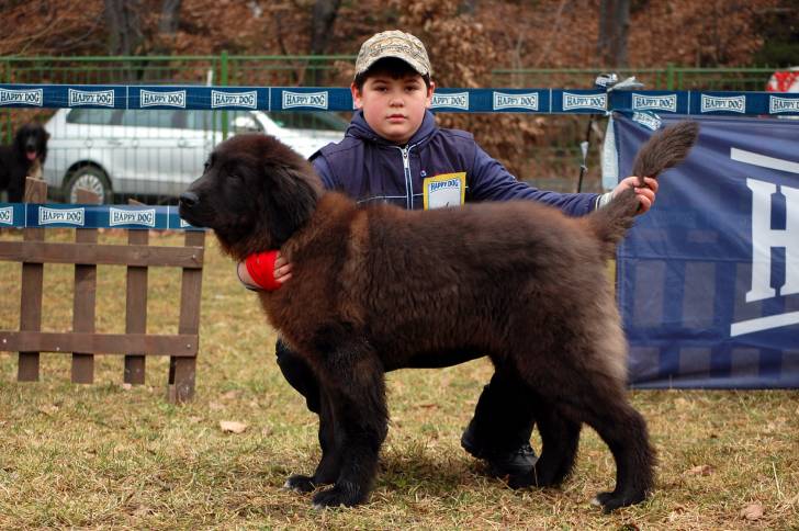 Photo Ciobanesc Romanesc Corb