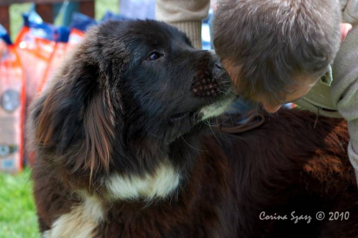 Photo Ciobanesc Romanesc Corb