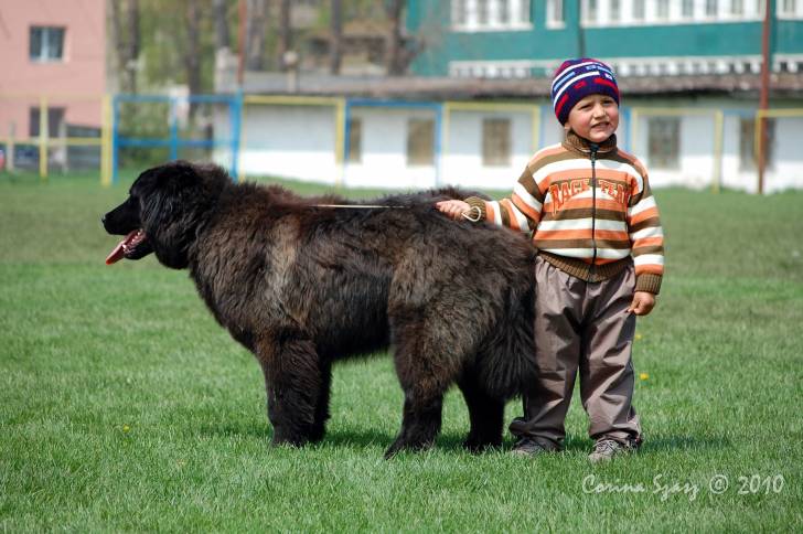 Photo Ciobanesc Romanesc Corb