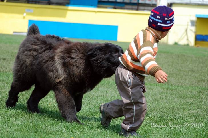 Photo Ciobanesc Romanesc Corb