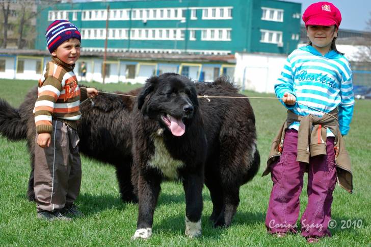 Photo Ciobanesc Romanesc Corb