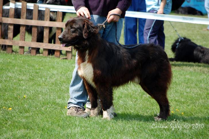 Photo Ciobanesc Romanesc Corb