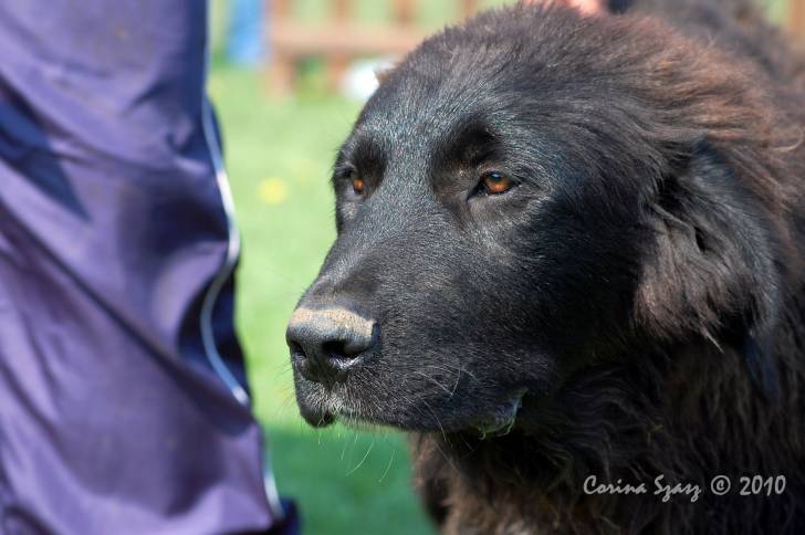 Photo Ciobanesc Romanesc Corb