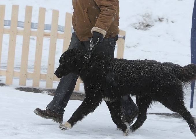 Photo Ciobanesc Romanesc Corb