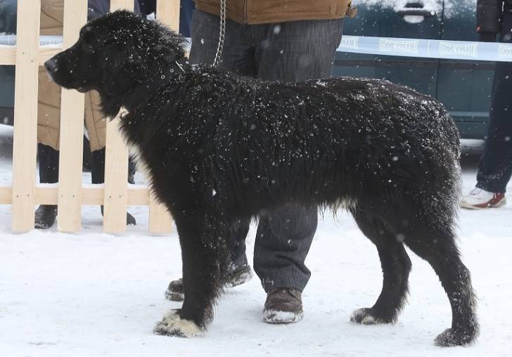 Photo Ciobanesc Romanesc Corb