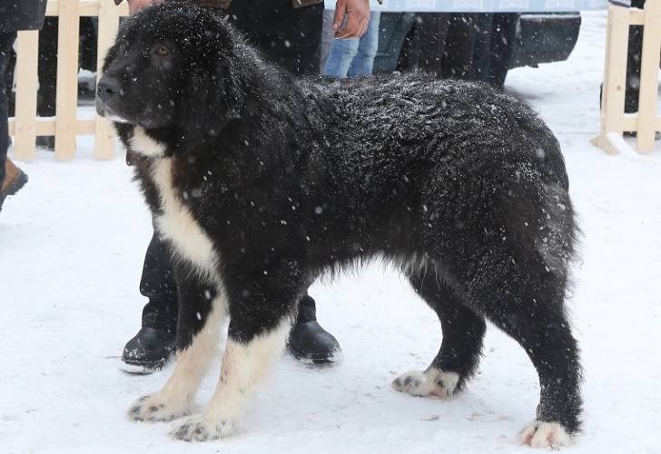 Photo Ciobanesc Romanesc Corb