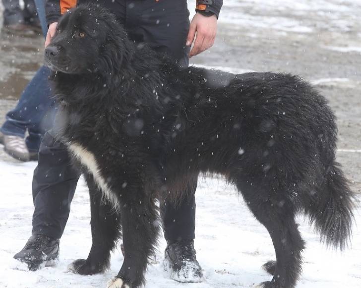 Photo Ciobanesc Romanesc Corb