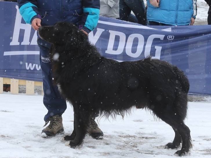 Photo Ciobanesc Romanesc Corb