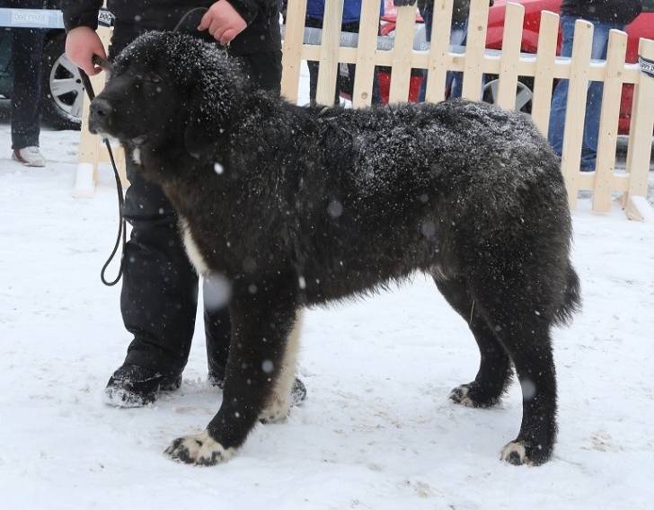 Photo Ciobanesc Romanesc Corb