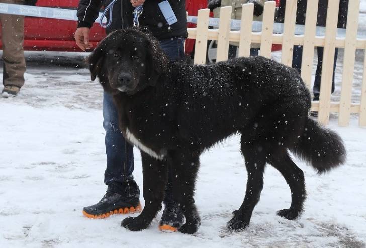 Photo Ciobanesc Romanesc Corb