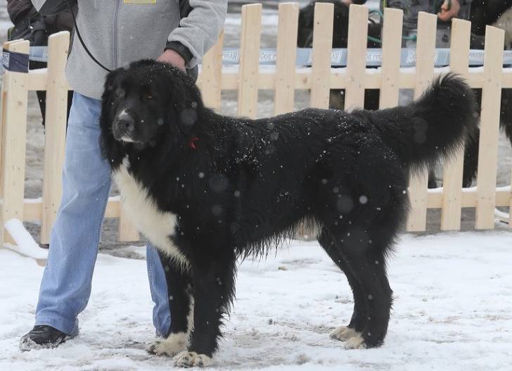 Photo Ciobanesc Romanesc Corb