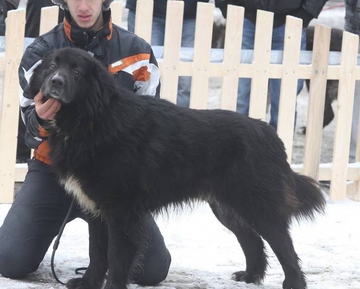 Photo Ciobanesc Romanesc Corb